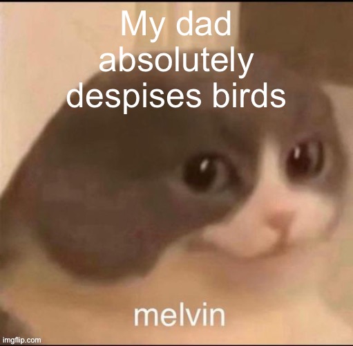 melvin | My dad absolutely despises birds | image tagged in melvin | made w/ Imgflip meme maker