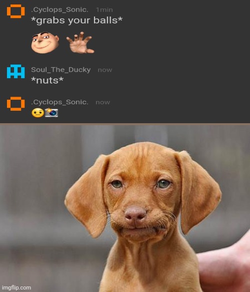 Dissapointed puppy | image tagged in dissapointed puppy | made w/ Imgflip meme maker