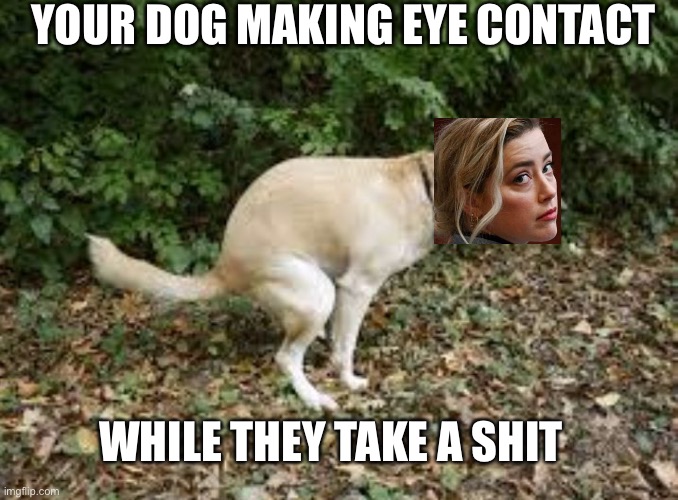 Dog pooping  | YOUR DOG MAKING EYE CONTACT; WHILE THEY TAKE A SHIT | image tagged in dog pooping,amber heard,johnny depp | made w/ Imgflip meme maker