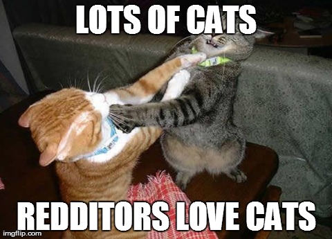 Two cats fighting for real | LOTS OF CATS REDDITORS LOVE CATS | image tagged in two cats fighting for real,AdviceAnimals | made w/ Imgflip meme maker