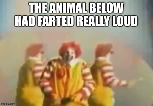 PENlS clown | THE ANIMAL BELOW HAD FARTED REALLY LOUD | image tagged in penls clown | made w/ Imgflip meme maker