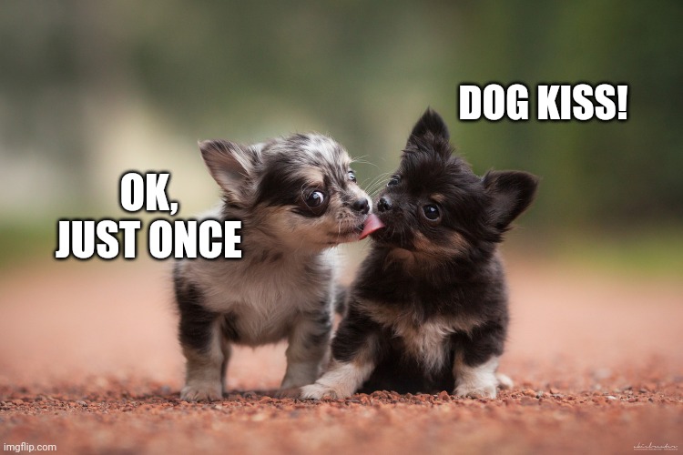 dogs licking | DOG KISS! OK, JUST ONCE | image tagged in dogs licking | made w/ Imgflip meme maker