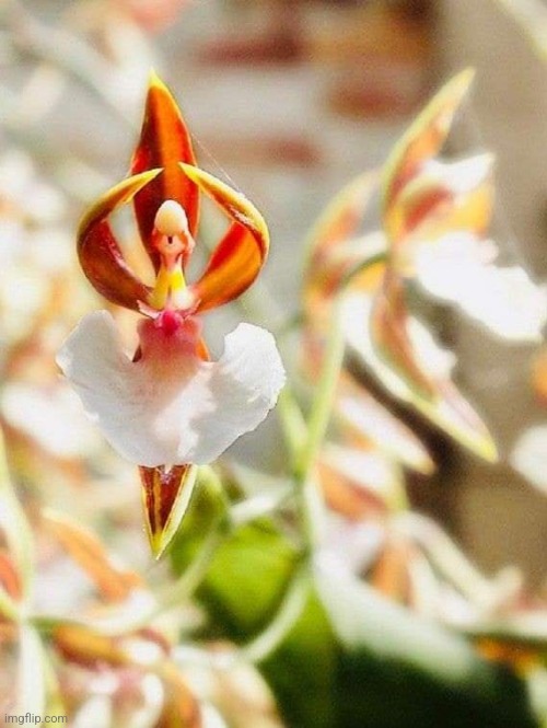 Ballerina Orchid | image tagged in beautiful,flowers,ballerina,orchid | made w/ Imgflip meme maker