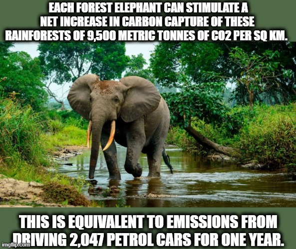 Just doing his part |  EACH FOREST ELEPHANT CAN STIMULATE A NET INCREASE IN CARBON CAPTURE OF THESE RAINFORESTS OF 9,500 METRIC TONNES OF CO2 PER SQ KM. THIS IS EQUIVALENT TO EMISSIONS FROM DRIVING 2,047 PETROL CARS FOR ONE YEAR. | image tagged in memes,climate change,carbon footprint,elephant | made w/ Imgflip meme maker