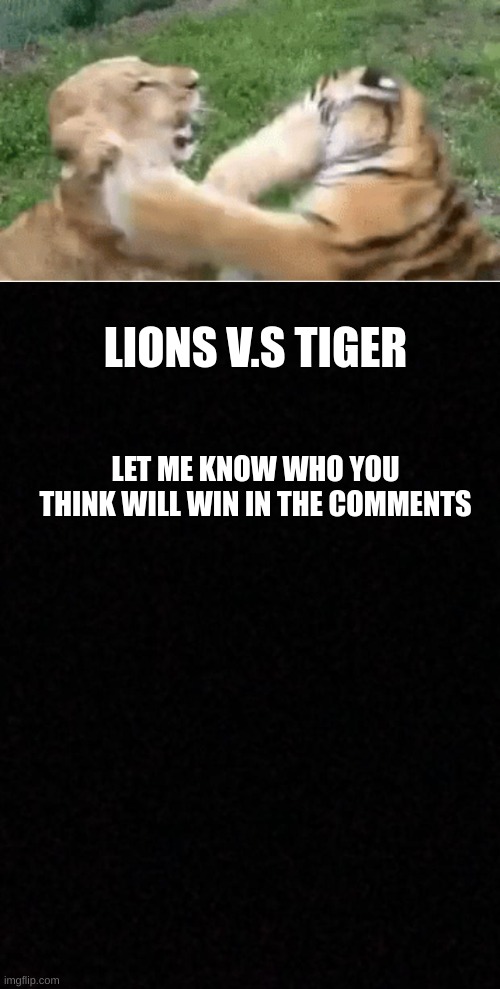 LIONS V.S TIGER; LET ME KNOW WHO YOU THINK WILL WIN IN THE COMMENTS | image tagged in blank,big cats | made w/ Imgflip meme maker