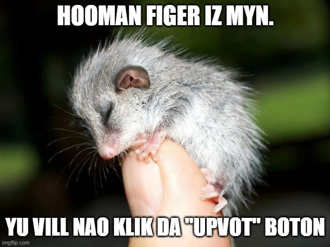 Do what the baby possum says! xD | HOOMAN FIGER IZ MYN. YU VILL NAO KLIK DA "UPVOT" BOTON | image tagged in cute,possum | made w/ Imgflip meme maker