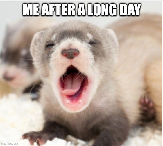 Ferret sleepy | ME AFTER A LONG DAY | image tagged in ferret sleepy | made w/ Imgflip meme maker