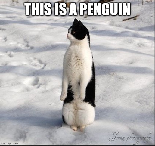  THIS IS A PENGUIN | image tagged in cat-penguin | made w/ Imgflip meme maker