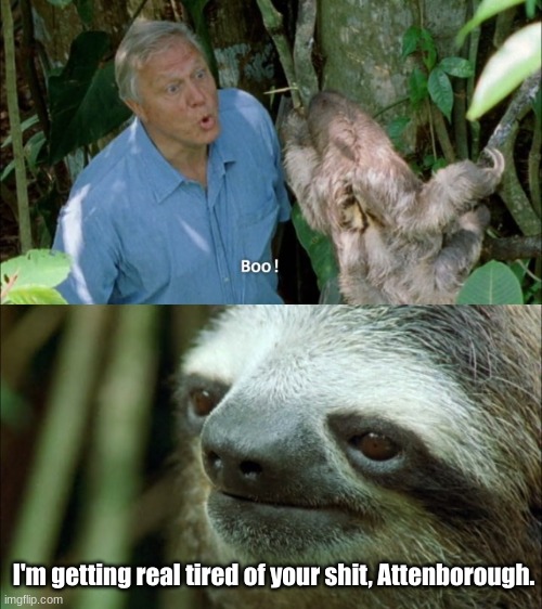 When Sloths Have Enough | I'm getting real tired of your shit, Attenborough. | image tagged in sloth,richard attenborough | made w/ Imgflip meme maker