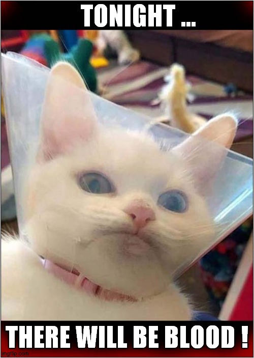 This Cat Will Get His Revenge ! | TONIGHT ... THERE WILL BE BLOOD ! | image tagged in cats,cone of shame,revenge,there will be blood | made w/ Imgflip meme maker