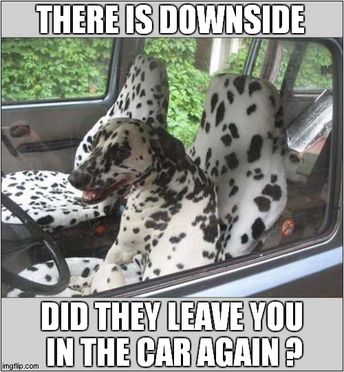 Camouflage Level - Expert | THERE IS DOWNSIDE; DID THEY LEAVE YOU 
IN THE CAR AGAIN ? | image tagged in dogs,camouflage,left behind | made w/ Imgflip meme maker