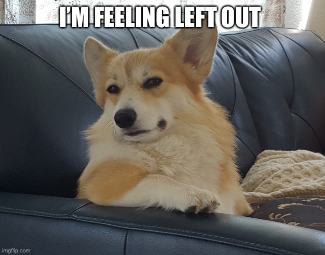 Unimpressed Corgi | I’M FEELING LEFT OUT | image tagged in brynlee disapproves | made w/ Imgflip meme maker