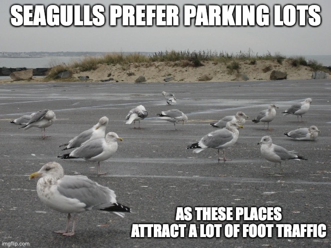 Seagulls in Parking Lot | SEAGULLS PREFER PARKING LOTS; AS THESE PLACES ATTRACT A LOT OF FOOT TRAFFIC | image tagged in seagull,parking lot,memes | made w/ Imgflip meme maker