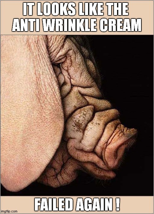 Wrinkly Pig Woes ! | IT LOOKS LIKE THE 
ANTI WRINKLE CREAM; FAILED AGAIN ! | image tagged in pigs,wrinkles,cream,failure | made w/ Imgflip meme maker
