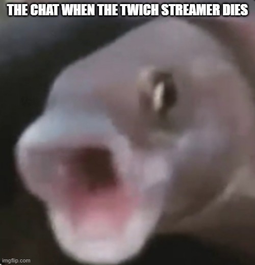 pog | THE CHAT WHEN THE TWICH STREAMER DIES | image tagged in poggers fish | made w/ Imgflip meme maker