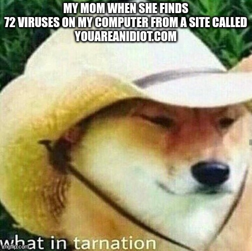 Idiot | MY MOM WHEN SHE FINDS
72 VIRUSES ON MY COMPUTER FROM A SITE CALLED
YOUAREANIDIOT.COM | image tagged in what in tarnation dog | made w/ Imgflip meme maker