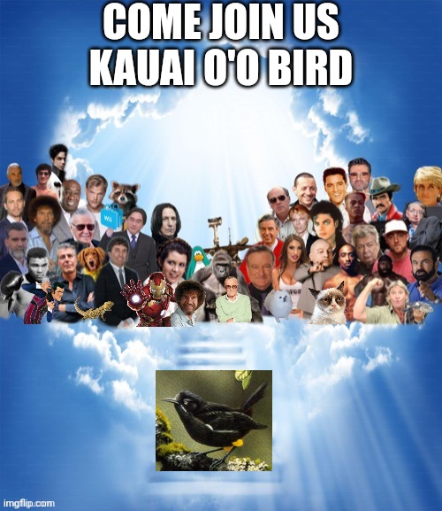 Rest in peace kauai o'o bird | COME JOIN US KAUAI O'O BIRD | image tagged in come join us x | made w/ Imgflip meme maker