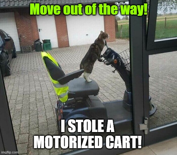 Cat stole a cart! | Move out of the way! I STOLE A MOTORIZED CART! | image tagged in cart cat | made w/ Imgflip meme maker