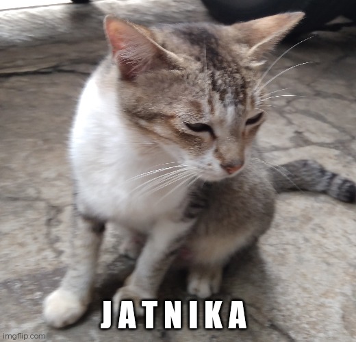 jatnika | J A T N I K A | image tagged in cats,cat | made w/ Imgflip meme maker