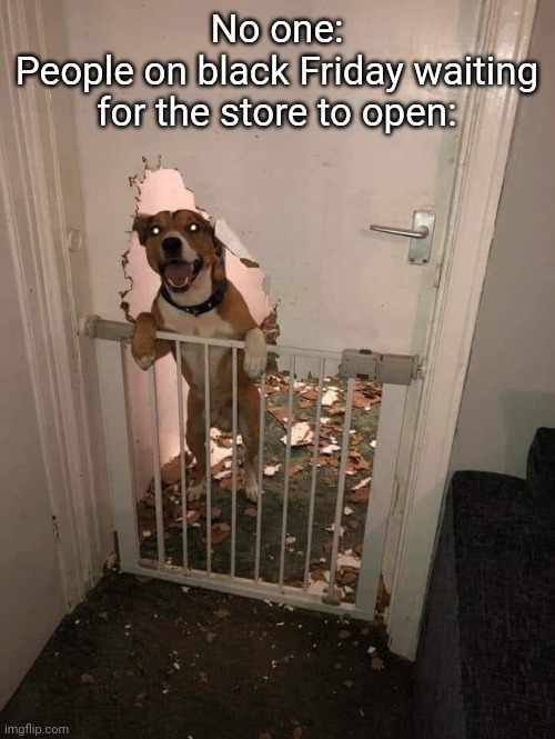 Idk | No one:
People on black Friday waiting for the store to open: | image tagged in black friday,friday,dog,dogs,cursed,new meme | made w/ Imgflip meme maker
