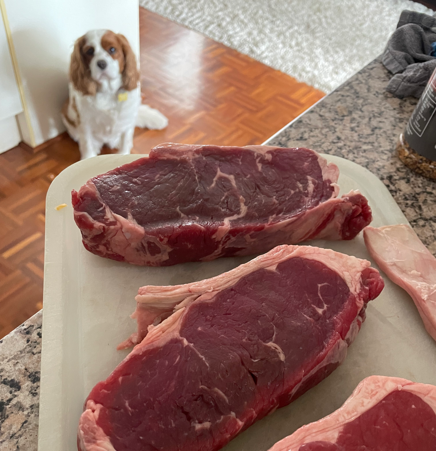 Dog and Steak Blank Meme Template