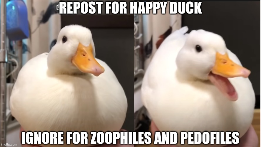 Duck happy | REPOST FOR HAPPY DUCK; IGNORE FOR ZOOPHILES AND PEDOFILES | image tagged in duck happy | made w/ Imgflip meme maker