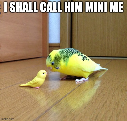 birb | I SHALL CALL HIM MINI ME | image tagged in funny animals | made w/ Imgflip meme maker