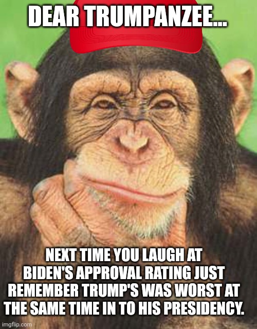 Trumpanzee delusion | DEAR TRUMPANZEE... NEXT TIME YOU LAUGH AT BIDEN'S APPROVAL RATING JUST REMEMBER TRUMP'S WAS WORST AT THE SAME TIME IN TO HIS PRESIDENCY. | image tagged in conservative,republican,trump supporter,joe biden,democrat,liberal | made w/ Imgflip meme maker