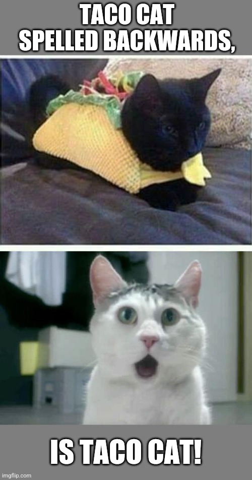 Taco Cat | TACO CAT SPELLED BACKWARDS, IS TACO CAT! | image tagged in memes,omg cat,taco,cat | made w/ Imgflip meme maker