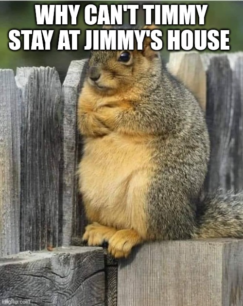 Annoyed Squirrel | WHY CAN'T TIMMY STAY AT JIMMY'S HOUSE | image tagged in annoyed squirrel | made w/ Imgflip meme maker