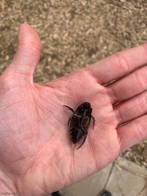My creepy old man hands (also diving beetle) | made w/ Imgflip meme maker