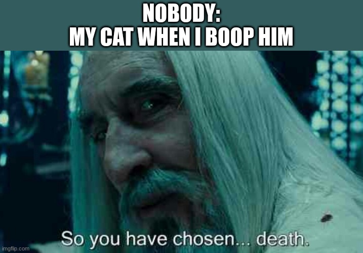 Mad Cat | NOBODY:
MY CAT WHEN I BOOP HIM | image tagged in so you have chosen death | made w/ Imgflip meme maker