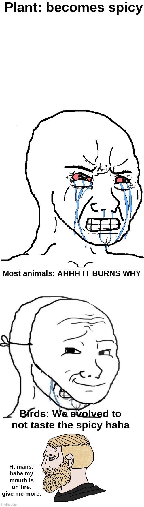 spicy food | Plant: becomes spicy; Most animals: AHHH IT BURNS WHY; Birds: We evolved to not taste the spicy haha; Humans: haha my mouth is on fire. give me more. | image tagged in blank white template,cry wojak,crying wojak mask,yes chad,food,barney will eat all of your delectable biscuits | made w/ Imgflip meme maker