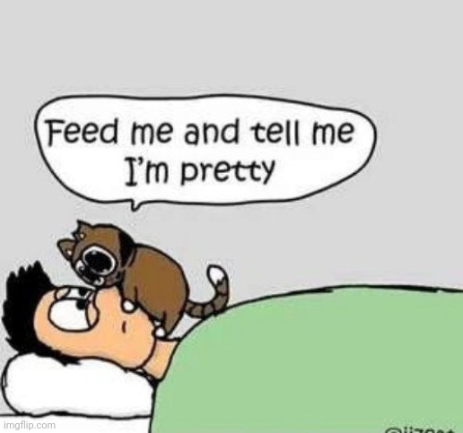 Spoiled buddie | image tagged in cat,comic,spoiled | made w/ Imgflip meme maker