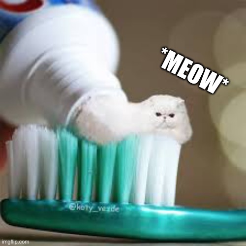Aww, a cat! | *MEOW* | image tagged in memes,funny,cats,cute,cursed,toothpaste | made w/ Imgflip meme maker