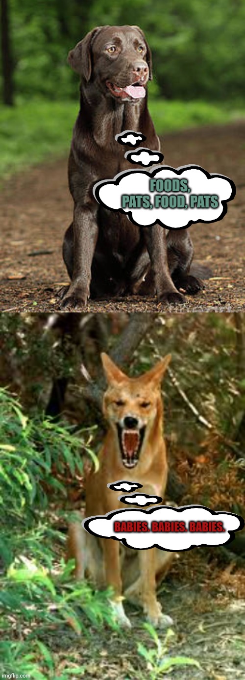 Dog vs dingo | FOODS, PATS, FOOD, PATS; BABIES. BABIES. BABIES. | image tagged in doge,dingo,australia,baby,but why why would you do that | made w/ Imgflip meme maker