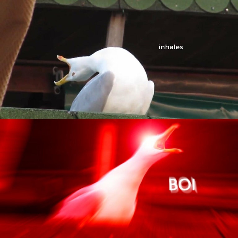 High Quality Seagull boi Blank Meme Template