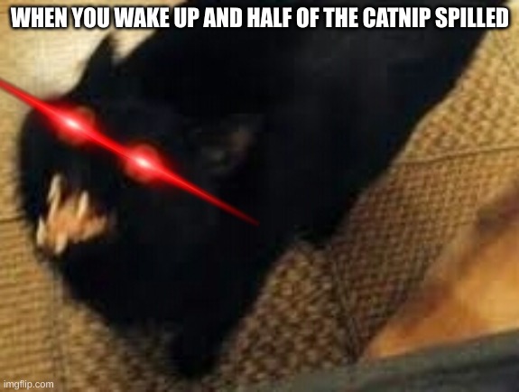 Black cat yellow eyes blurred | WHEN YOU WAKE UP AND HALF OF THE CATNIP SPILLED | image tagged in black cat yellow eyes blurred | made w/ Imgflip meme maker