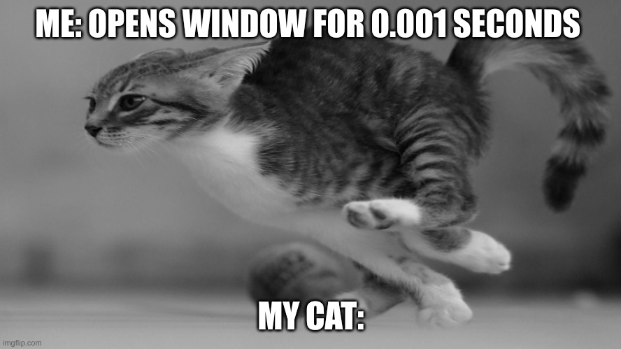 Fast running cat | ME: OPENS WINDOW FOR 0.001 SECONDS; MY CAT: | image tagged in fast running cat | made w/ Imgflip meme maker