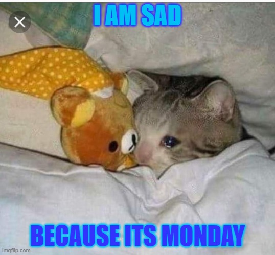 Sad cat | I AM SAD; BECAUSE ITS MONDAY | image tagged in sad cat | made w/ Imgflip meme maker