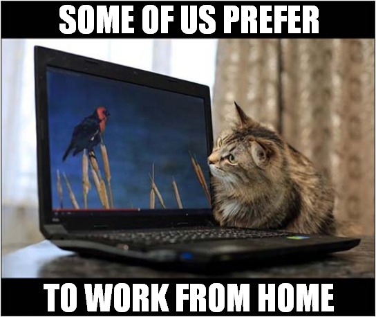 The Hunter ! | SOME OF US PREFER; TO WORK FROM HOME | image tagged in cats,hunter,working from home | made w/ Imgflip meme maker