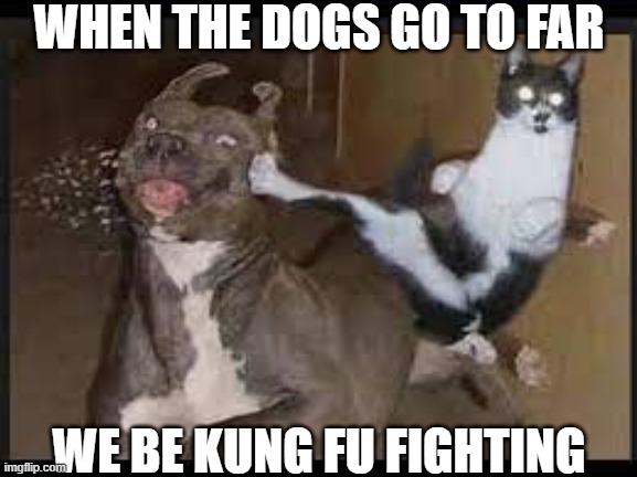 cat kung fu fighting | WHEN THE DOGS GO TO FAR; WE BE KUNG FU FIGHTING | image tagged in cat kung fu fighting | made w/ Imgflip meme maker