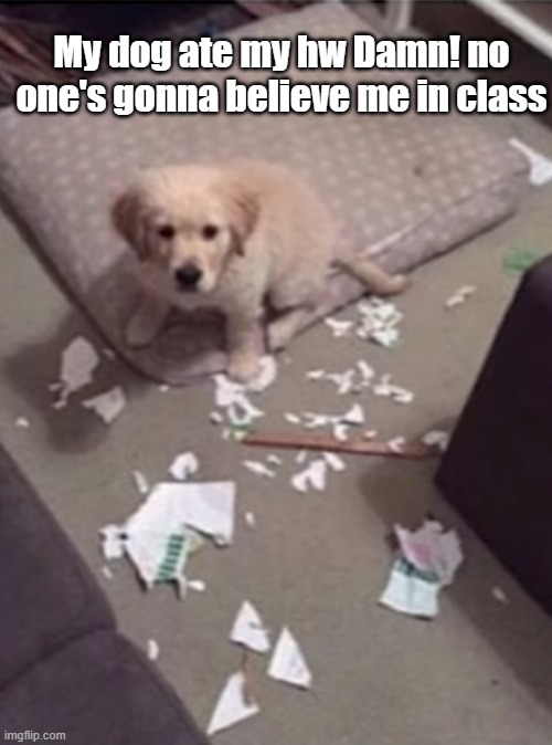 My dog ate my hw Damn! no one's gonna believe me in class | image tagged in dogs | made w/ Imgflip meme maker