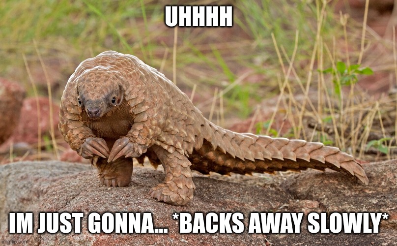 ummm pangolin | UHHHH IM JUST GONNA... *BACKS AWAY SLOWLY* | image tagged in ummm pangolin | made w/ Imgflip meme maker