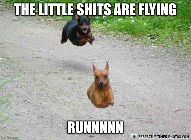 Flying Dogs | THE LITTLE SHITS ARE FLYING RUNNNNN | image tagged in flying dogs | made w/ Imgflip meme maker