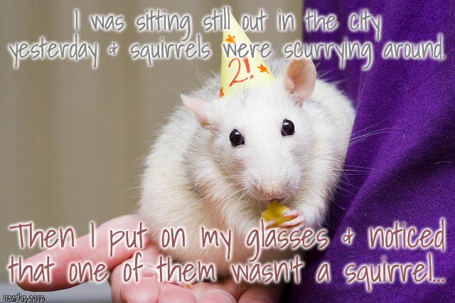The rat ran off when I laughed. |  I was sitting still out in the city yesterday & squirrels were scurrying around. Then I put on my glasses & noticed that one of them wasn't a squirrel... | image tagged in birthday rat,surprise,cute animals | made w/ Imgflip meme maker
