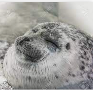 Happy seal Blank Meme Template