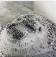 High Quality Happy seal Blank Meme Template