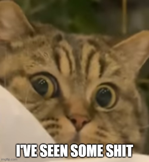 Cat I've Seen Some Shit | image tagged in cat i've seen some shit | made w/ Imgflip meme maker