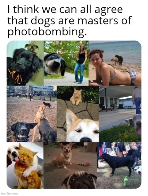 Sneak: 100 | image tagged in dogs,photobomb,animals,wholesome,woof,funny dogs | made w/ Imgflip meme maker